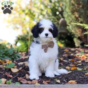 Brady, Cavapoo Puppy
